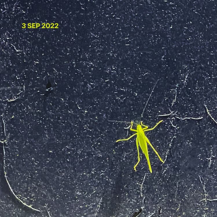 Existence & Immortality - 3 SEP 2022